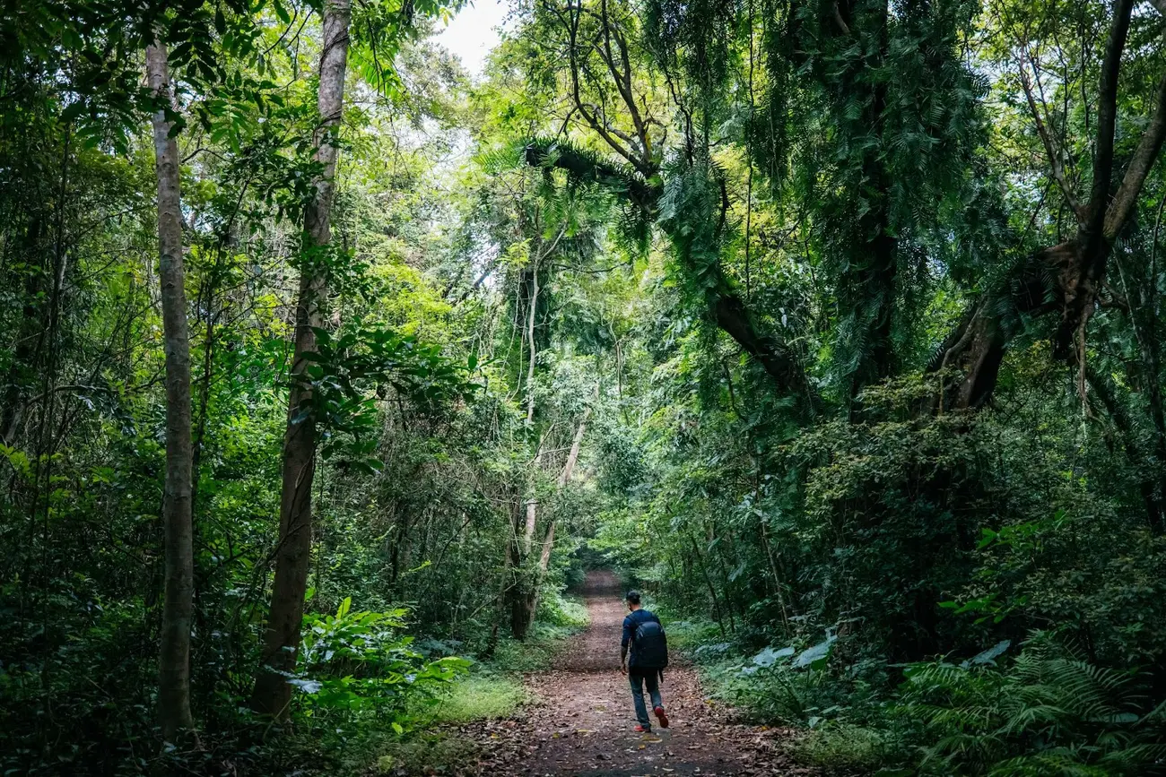 Trekking rừng quốc gia Cát Bà để khám phá hệ sinh thái độc đáo và gặp gỡ loài voọc quý hiếm.